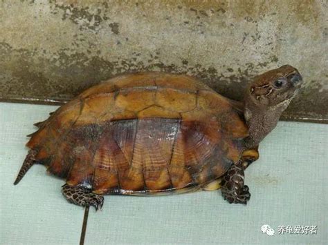 八角龜|飼養鋸緣攝龜，你得注意這幾點